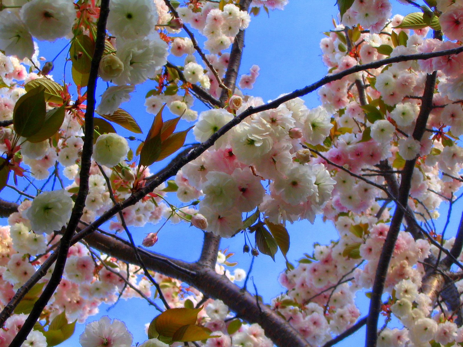 [cherry+blossoms.jpg]