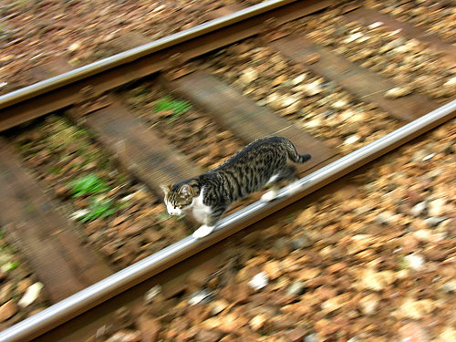[monorail_cat11.jpg]