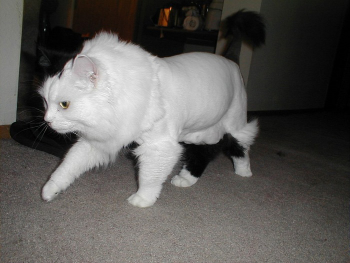 [shaved_pussy_cats_36.jpg]