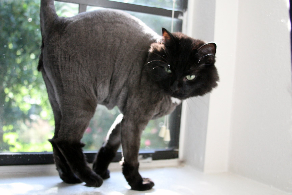 [shaved_pussy_cats_22.jpg]