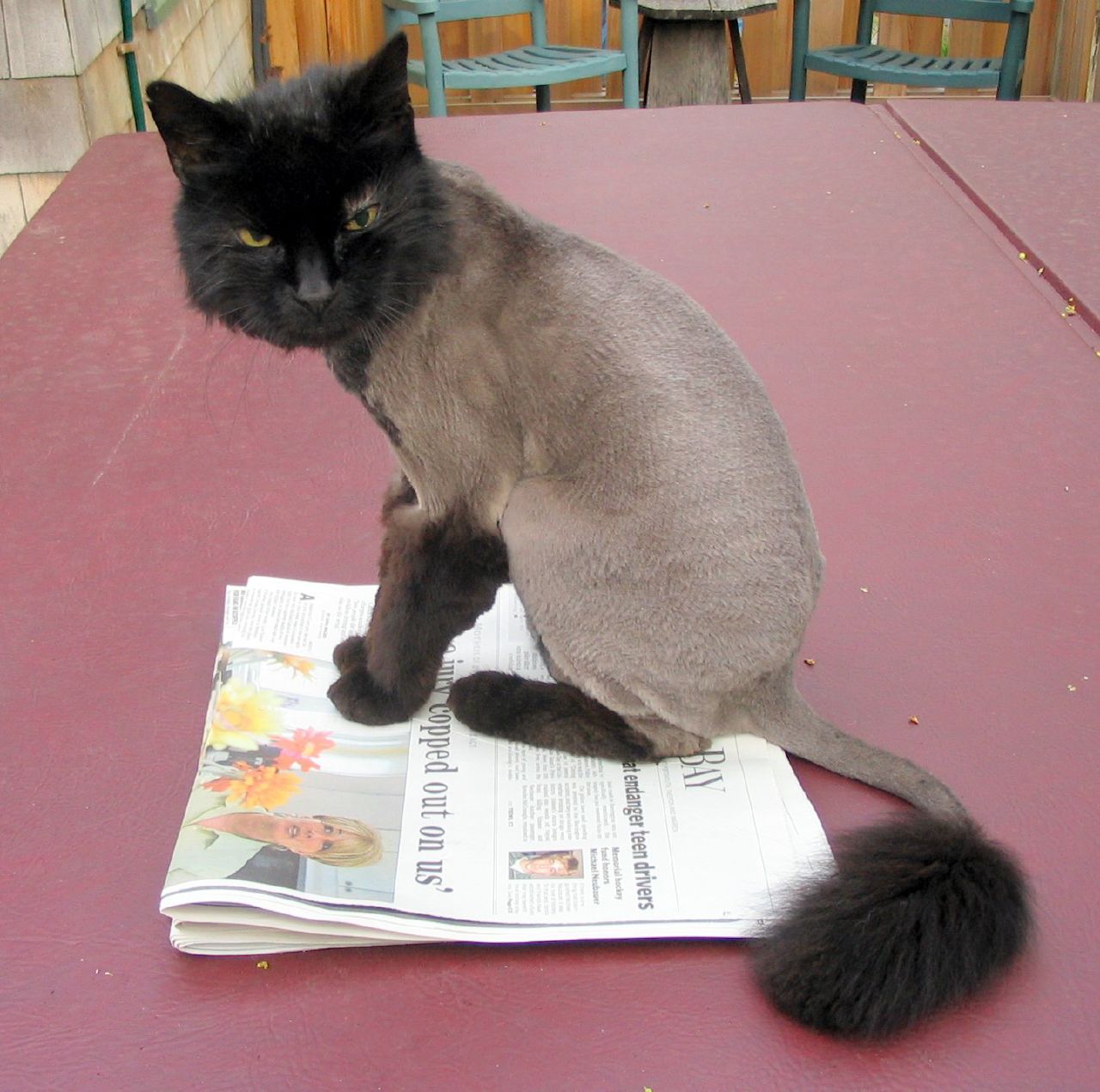[shaved_pussy_cats_3.jpg]