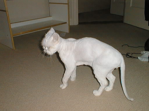 [shaved_pussy_cats_4.jpg]