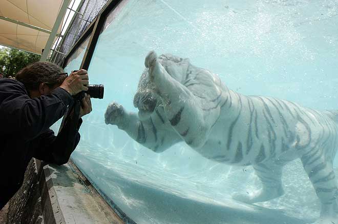 [White-Bengal-Tiger-Splash-Show-05.jpg]
