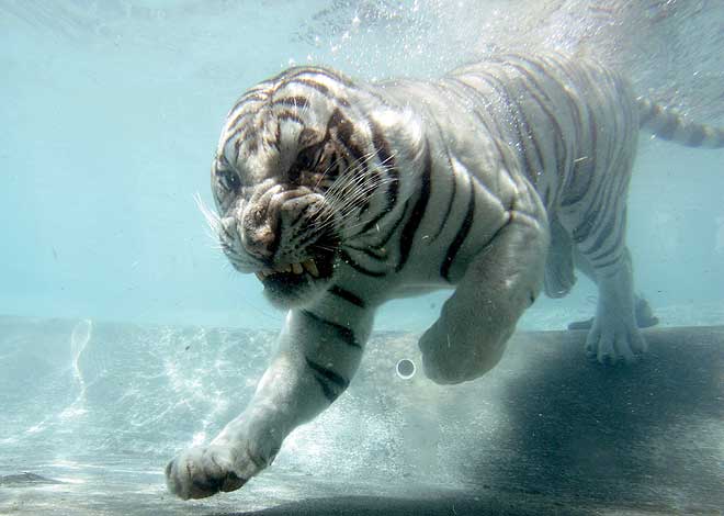 [White-Bengal-Tiger-Splash-Show-04.jpg]