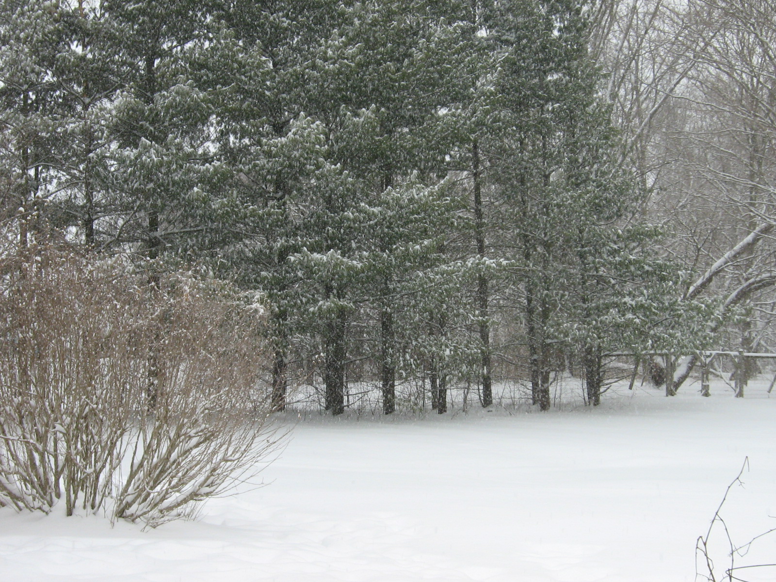 [021707+Snowy+Backyard.jpg]