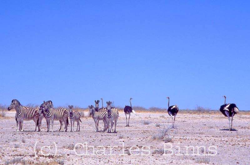 [ostrich&zebras.jpg]