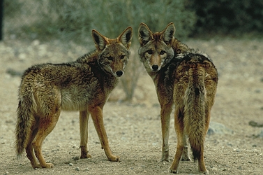 [Coyote-12257.jpg]