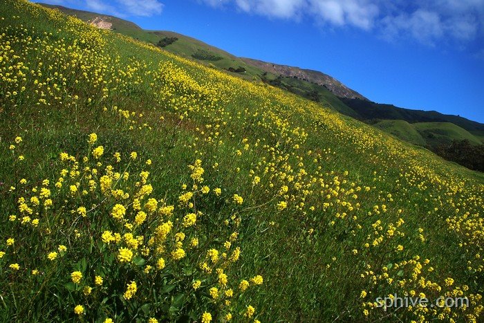 [mustardflowers.jpg]