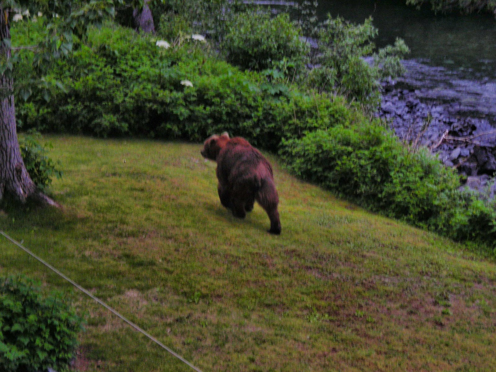 [bear+in+backyard+July21+08+001.jpg]