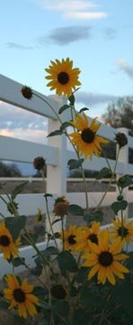 [tall_sunflowers.jpg]