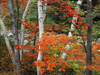 DUVAR KAITLARI Birch+and+Maple+Trees,+White+Mountains+National+Forest,+New+Hampshire-701914