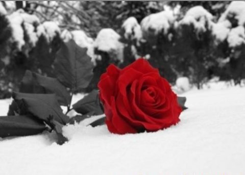 [rosa vermelha neve.jpg]