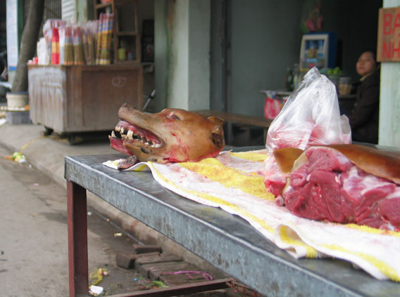 [adia_IMG_0970_dog_meat_vietnam_haiphong_market_cringel.com.JPG]
