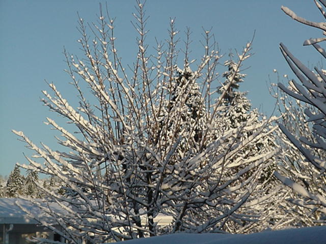 [Snow+Nov+2006.JPG]