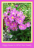 Happy Easter! Happy Asters in our garden