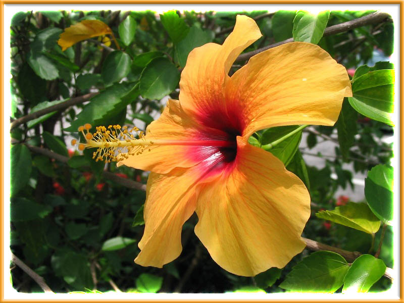 A stunning Yellow Hibiscus with a lovely deep crimson center