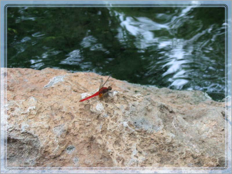 A red dragonfly resting on one of the rock surface, near the egg-boiling area. Many others were seen flying around the flowering borders too!