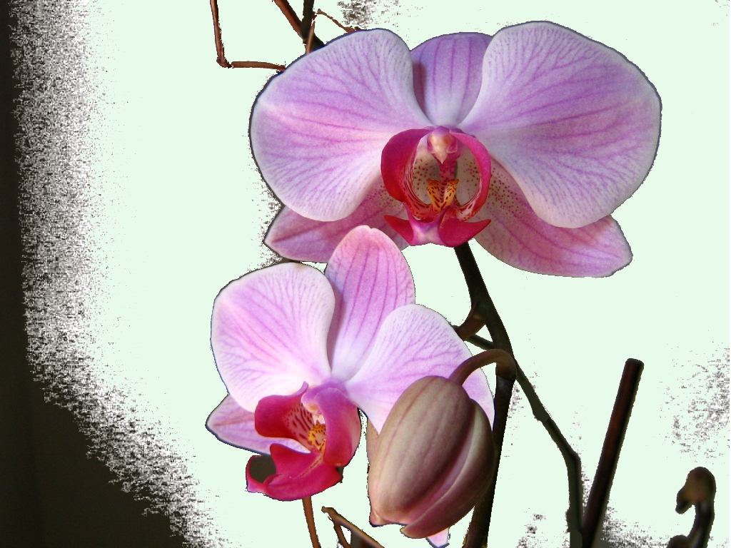 [orchidea.jpg]