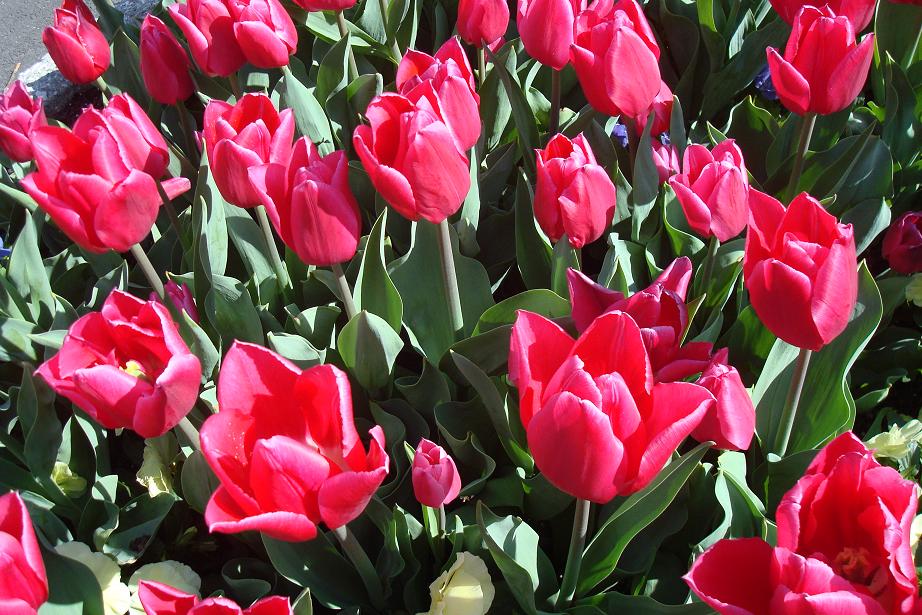 [Red+tulips+Smithsonian.JPG]