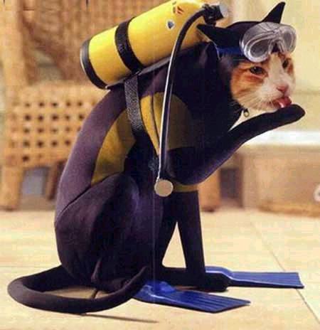 [015-gato-mergulhador.jpg]