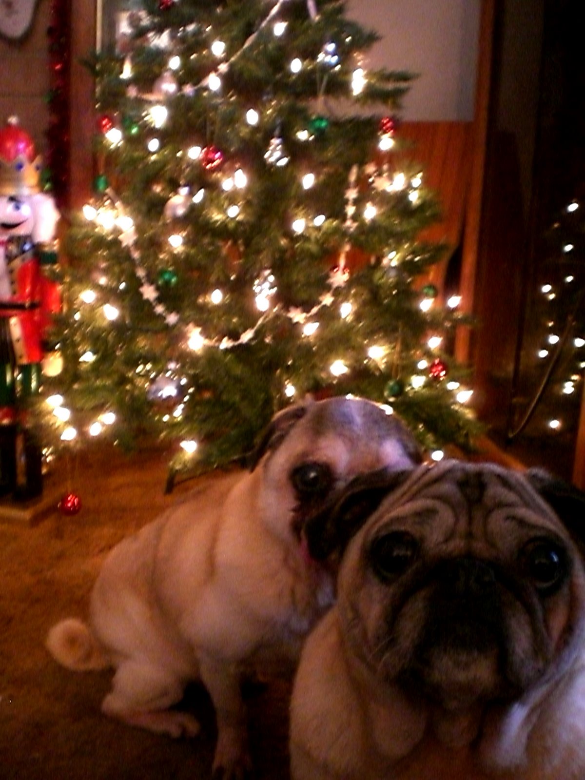 [Merry+Pugmas+Daisy+and+Bailey.jpg]