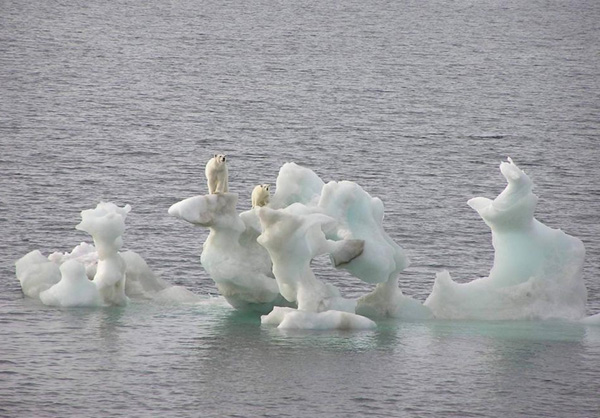 [polar-bears.jpg]