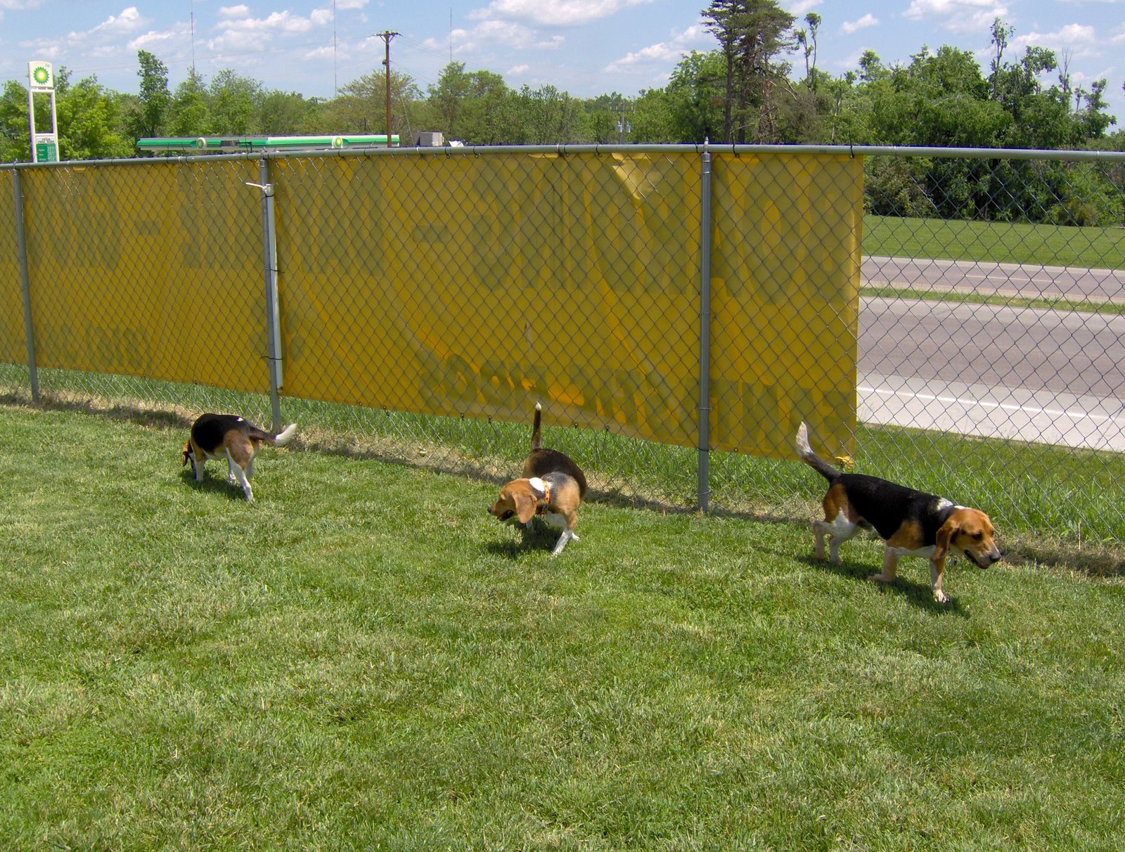 [Beagles+running.JPG]