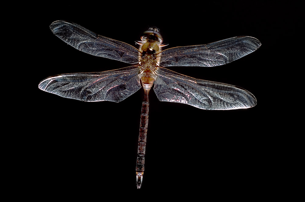 [dragonfly+1.jpg]