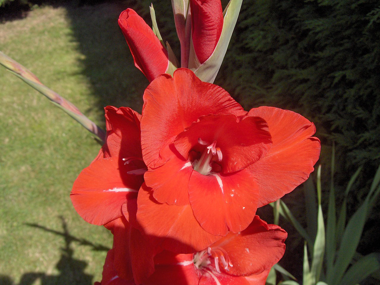 [Gladiolus'RedCascade'.jpg]