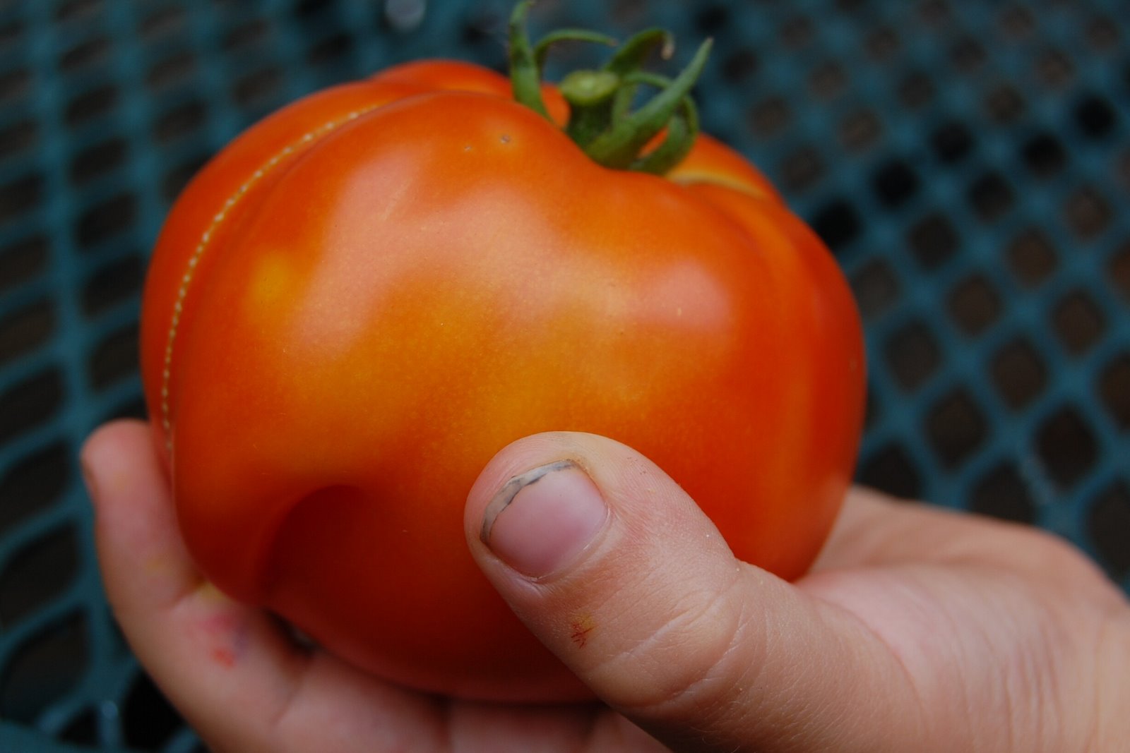 [Gus's+tomato+Crop.JPG]