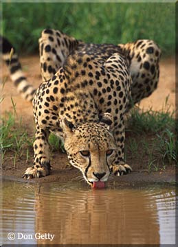 [Cheetah-Drinking.jpg]