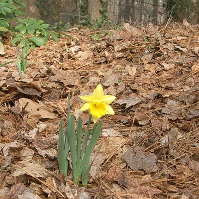 [daffodil-400.bmp]