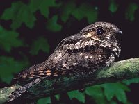[Whippoorwill-small.bmp]