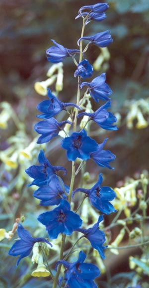 [blue-delphinium-flowers.jpg]