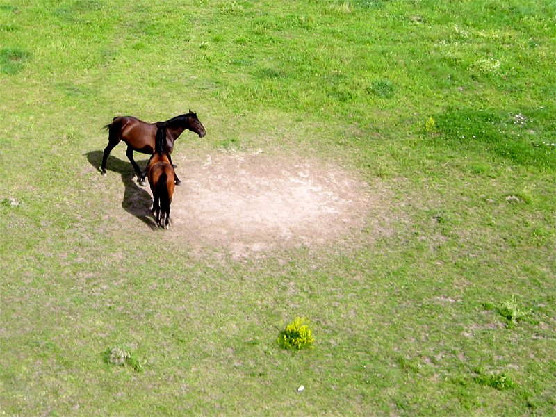 [hästar+flygfoto.jpg]