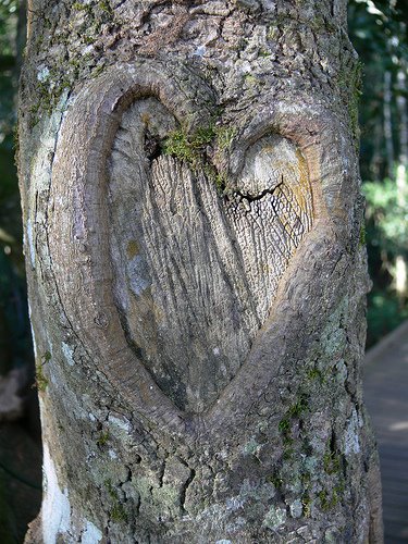 [tree+with+heart.jpg]