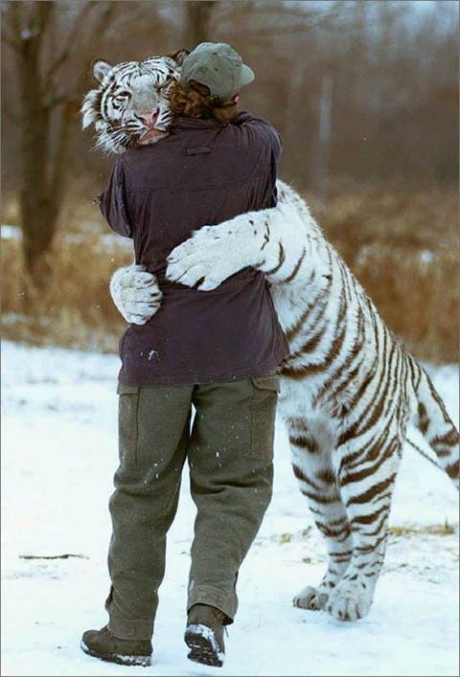 [Tiger Hug.jpg]