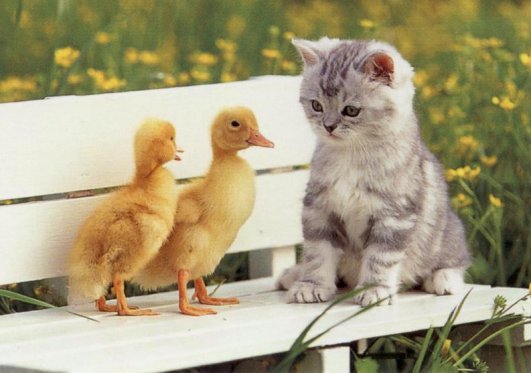 [Kitten-Ducks.jpg]