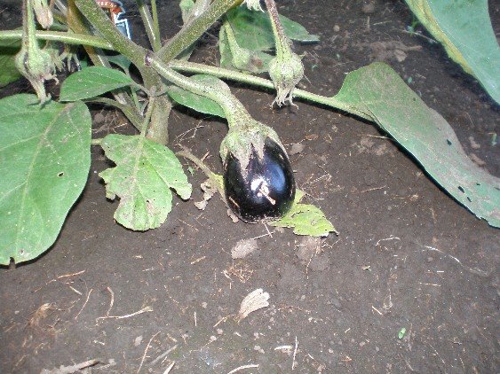 [Eggplant_071308.JPG]