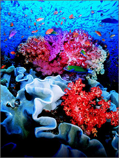 [global_warming_could_kill_coral_reefs_by_2050_01.jpg]