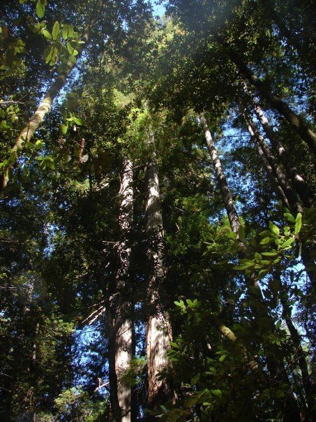 [redwoods+by+Cedric.jpg]