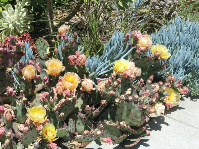 [prickly+pear+and+ice+plant.JPG]