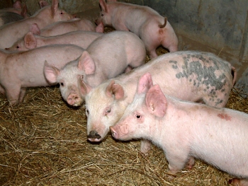 [baby-pigs-for-sale.jpg]
