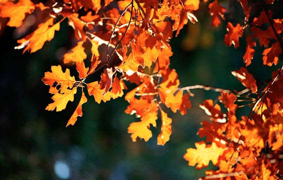 [southwest+colors+of+fall.jpg]