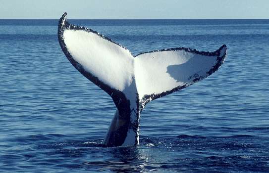[whale+tail.jpg]