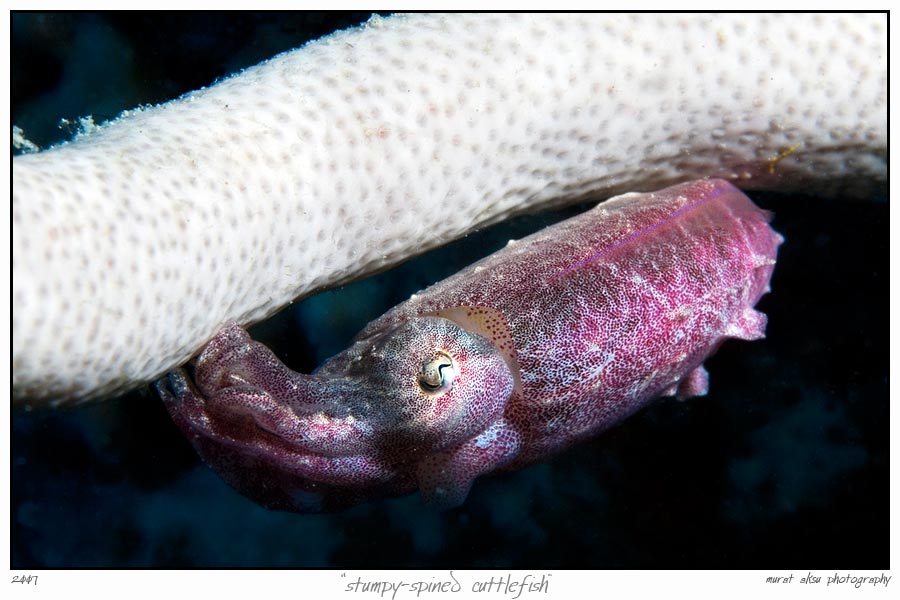 [stumpy_spined_cuttlefish_by_carettacaretta.jpg]