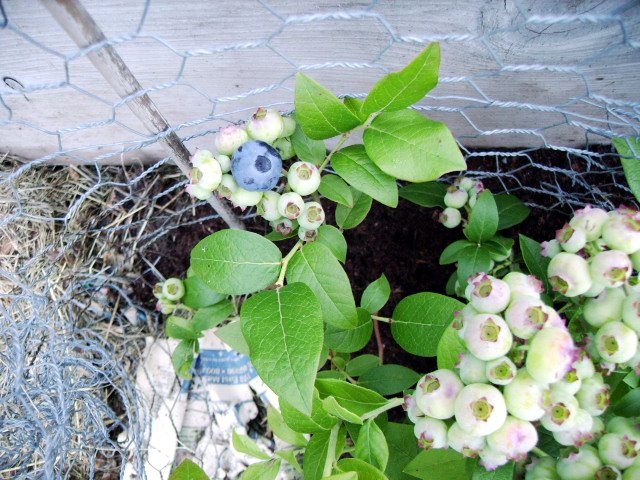 [Blueberries_1+ripe+one.jpg]