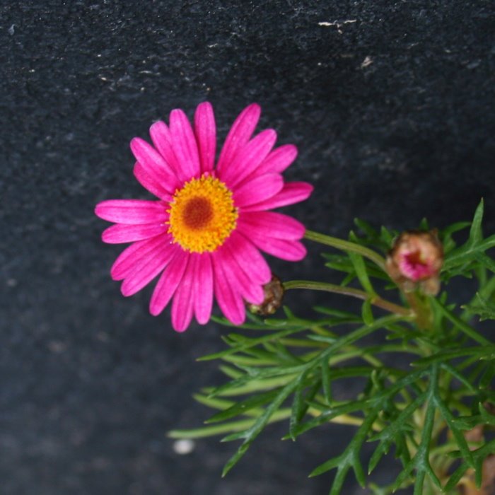 [pink+flower.jpg]