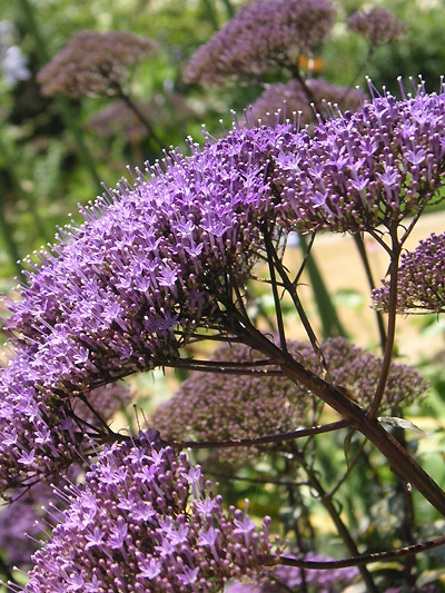 [purplemanyflowers.jpg]