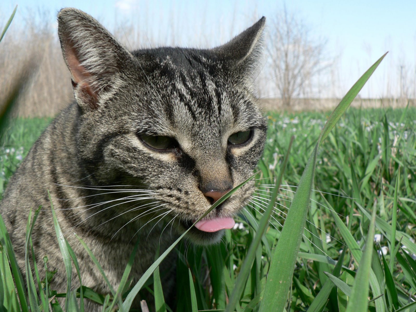 [cat+tongue.jpg]